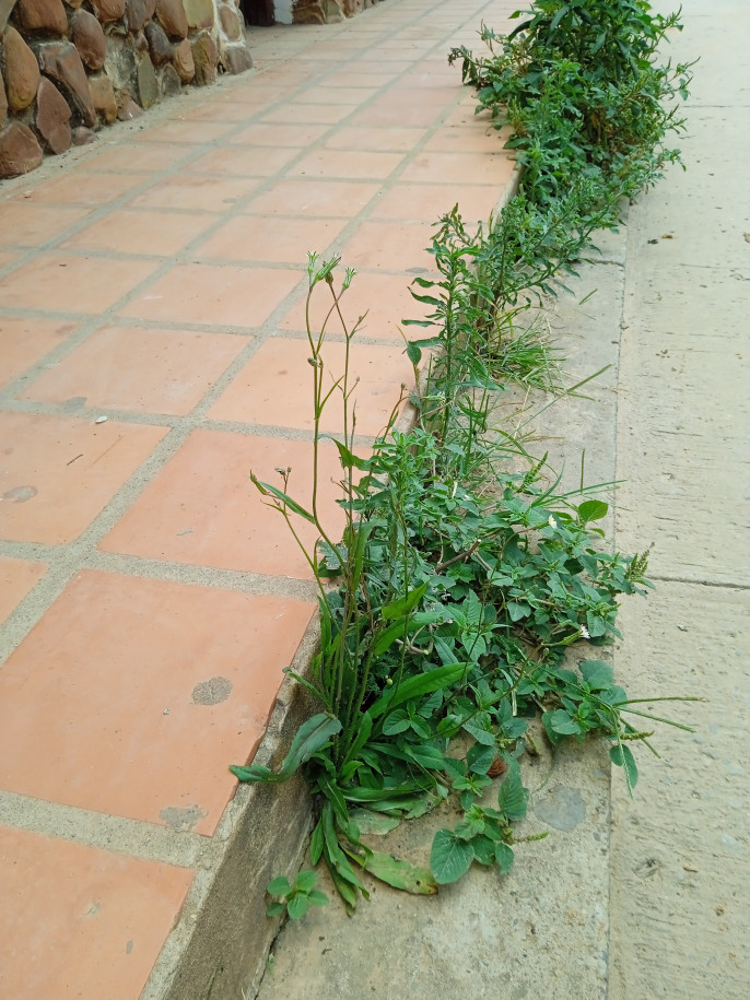 Hypochaeris albiflora (Asteraceae)