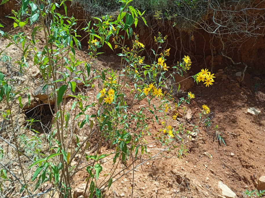 Helianthus (?) sp. (Asteraceae)