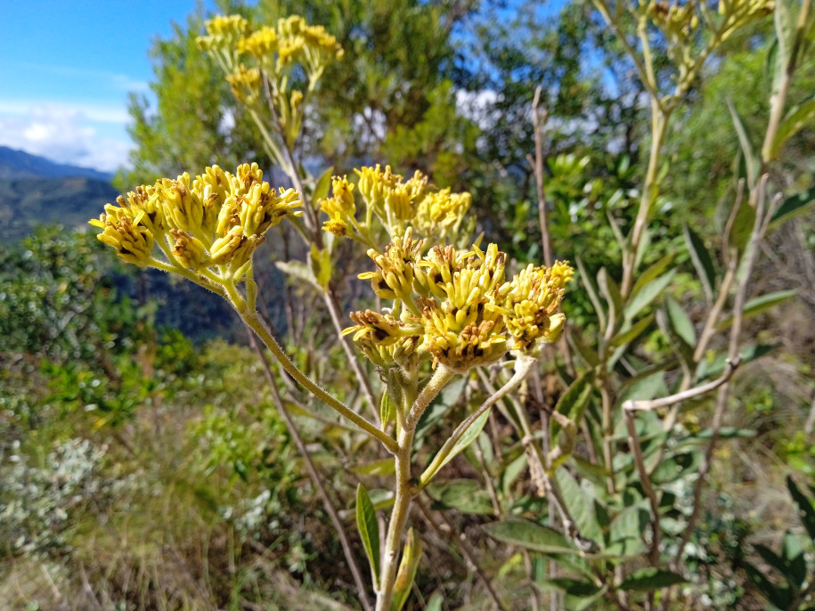 Asteraceae indéterminée