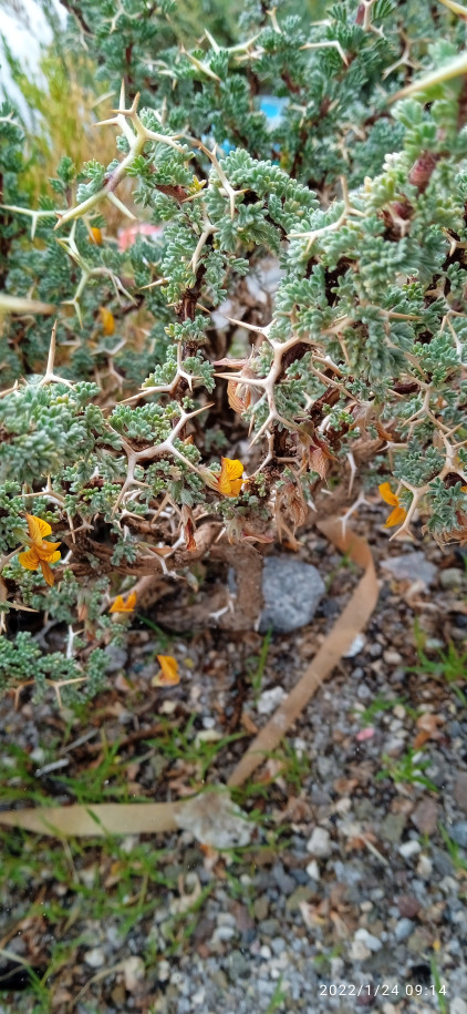 Adesmia sp. (Fabaceae)