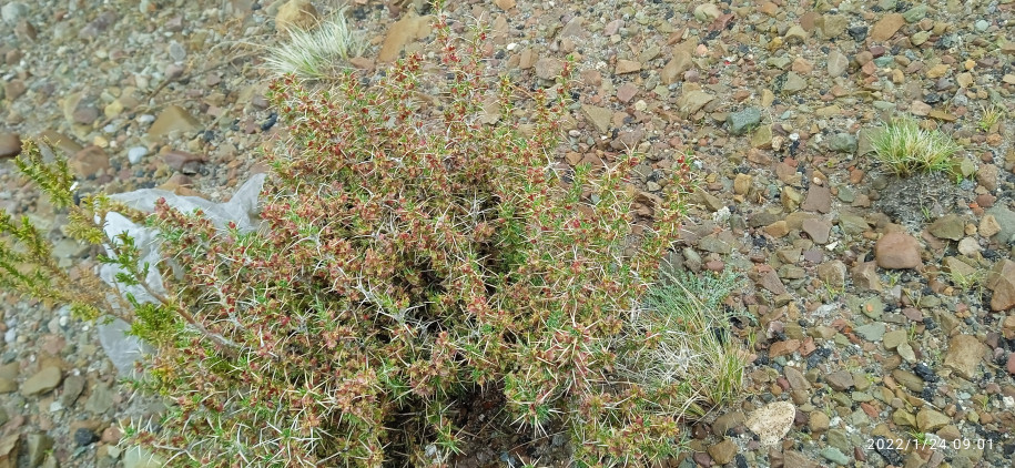 Tetraglochin cristatus (Rosaceae)