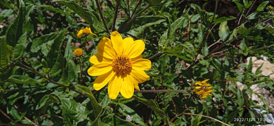 Bidens (?) (Asteraceae)