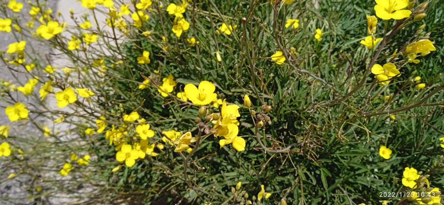 Diplotaxis tenuifolia (?) (Brassicaceae)