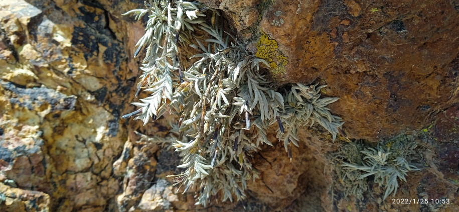 Tillandsia sp. (Bromeliaceae)