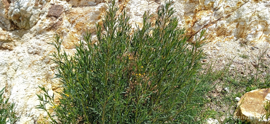 Senecio sp. (Asteraceae)