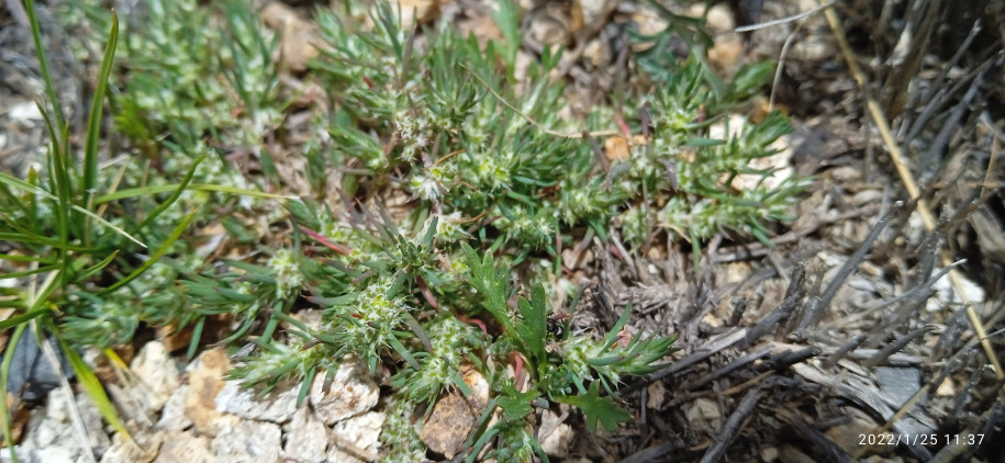 Amaranthaceae ? Caryophyllaceae?