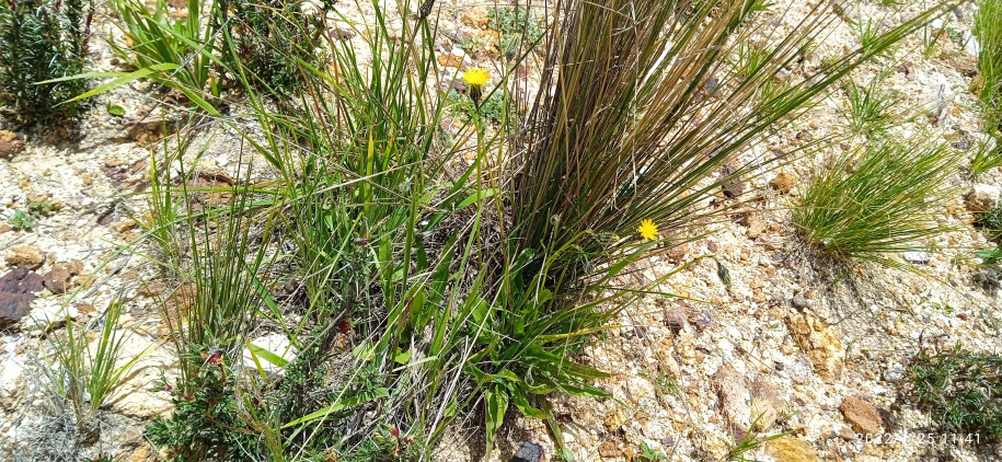 Hypochaeris sp. (?) (Asteraceae)