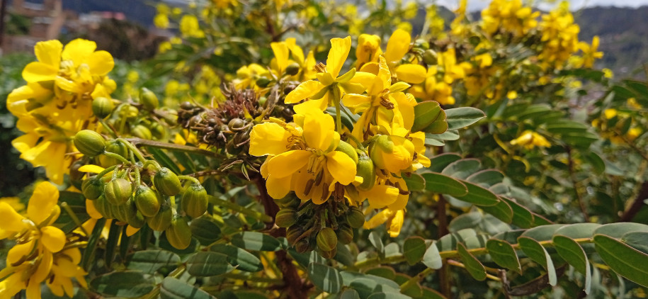 Senna ? sp. (Fabaceae)