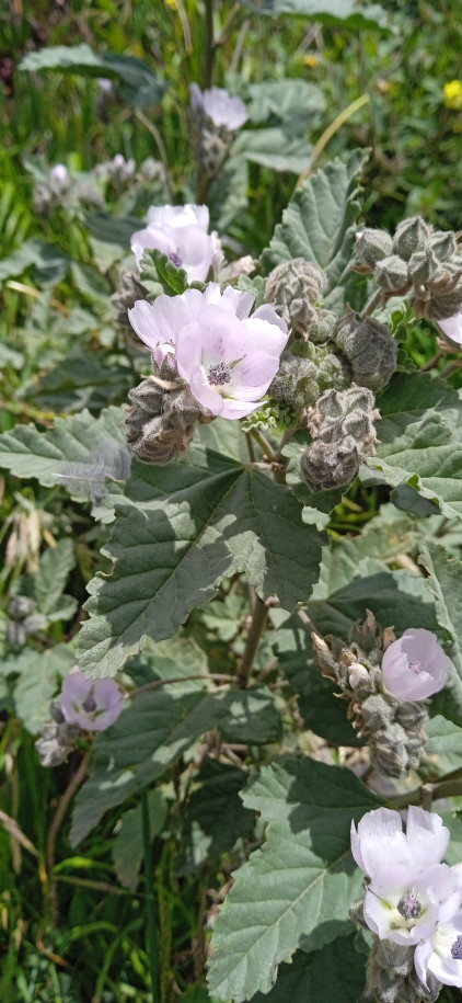 Althaea officinalis (Malvaceae)