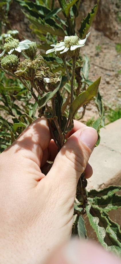 Asteraceae indéterminée