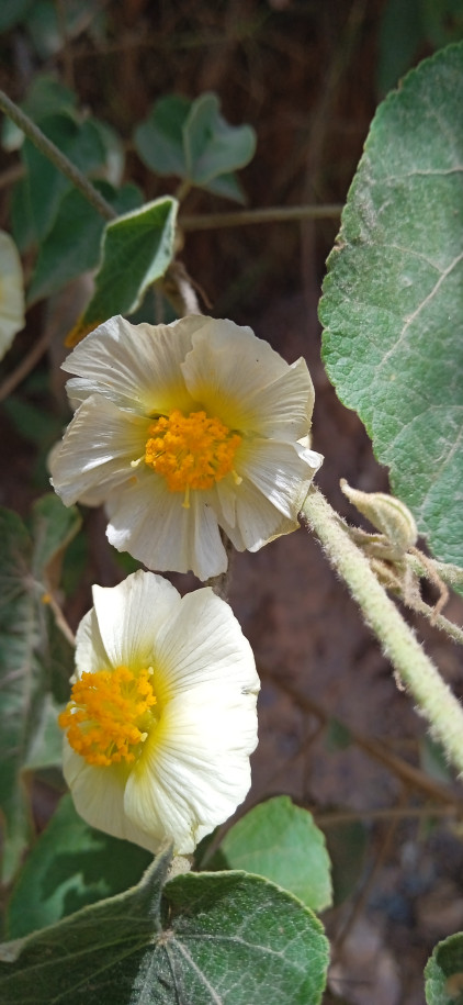 Herissantia crispa (Malvaceae)