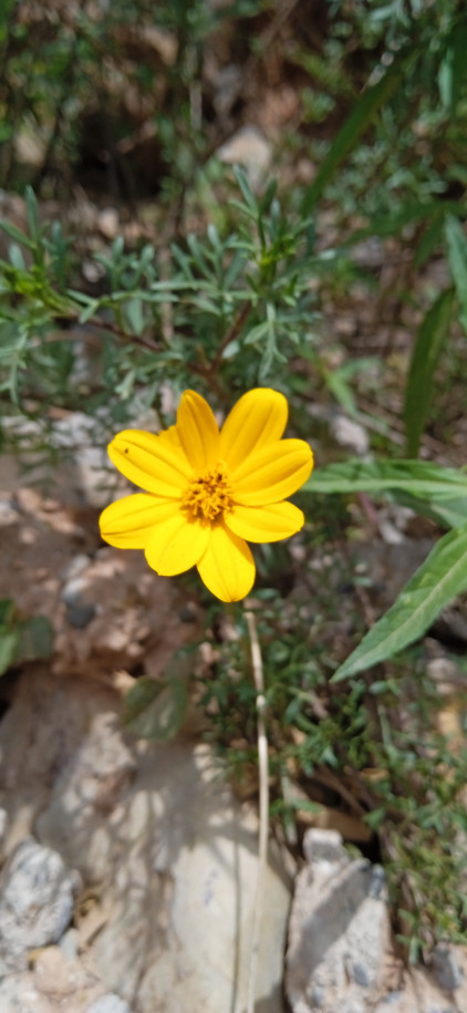 Bidens? (Asteraceae)