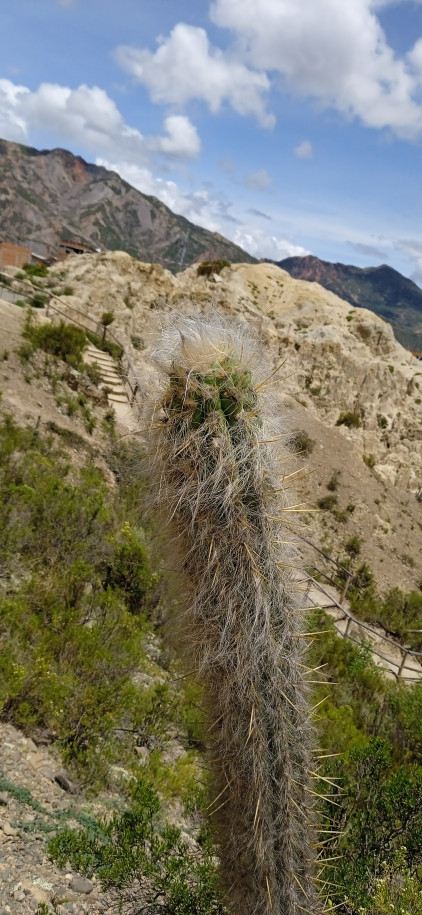 Cactaceae colonnaire