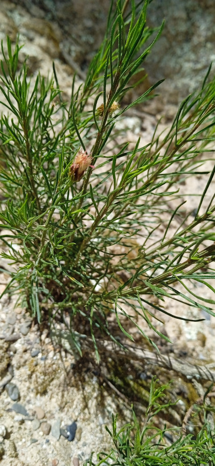 Asteraceae sp.