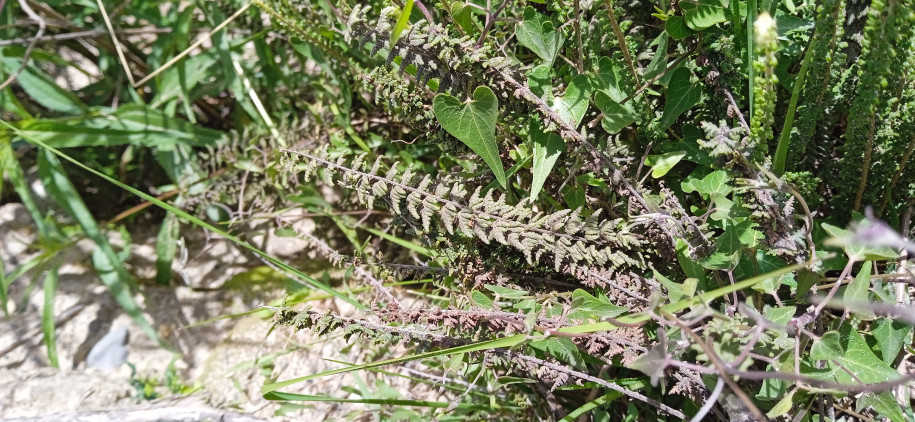 Pteridophyte très xerophile!