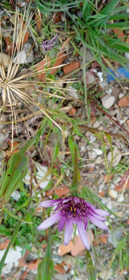 Tragopogon? (Asteraceae)