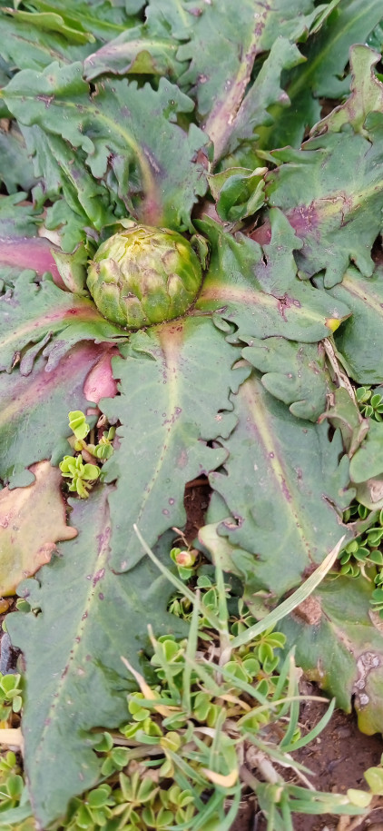 Hypochaeris meyeniana (Asteraceae)