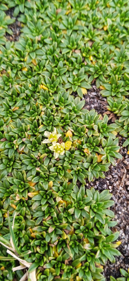 Azorella diapensioides (Apiaceae)