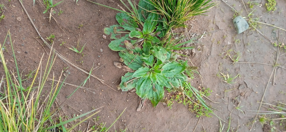 Plantago australis (Plantaginaceae)