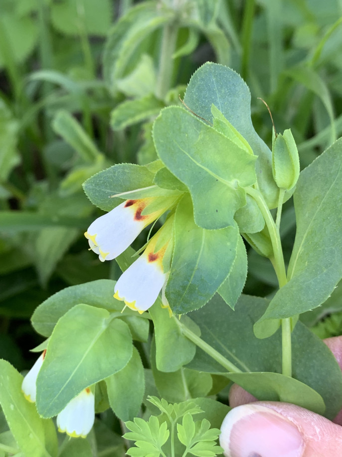 Cerinthe major subsp. gymnandra