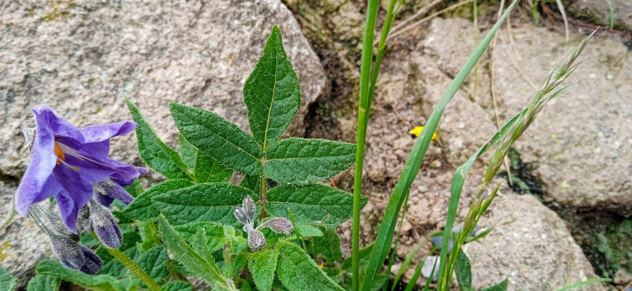 Solanum sp. (Solanaceae)