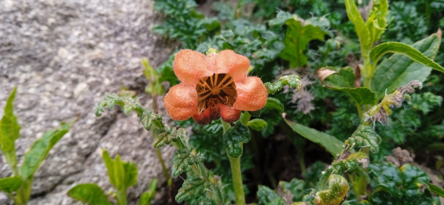 Caiophora chuquitensis (Loasaceae)