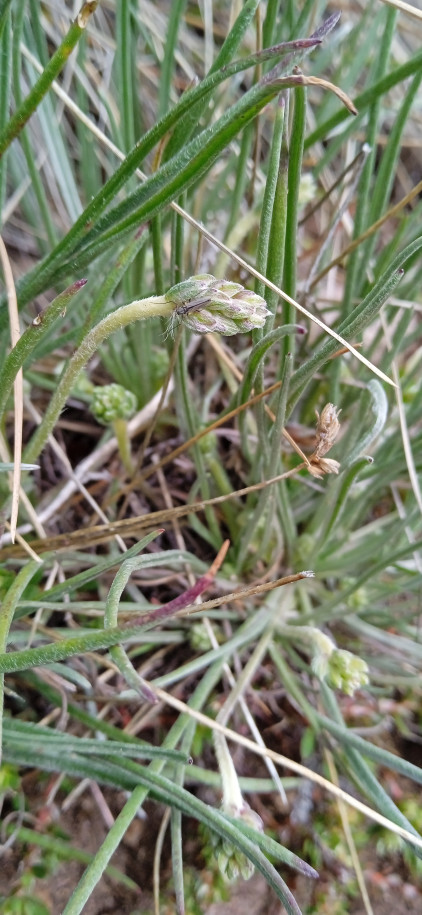 Plantago sp. (Plantaginaceae)