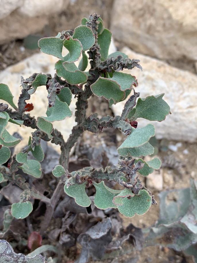 Limonium mucronatum (1).jpg