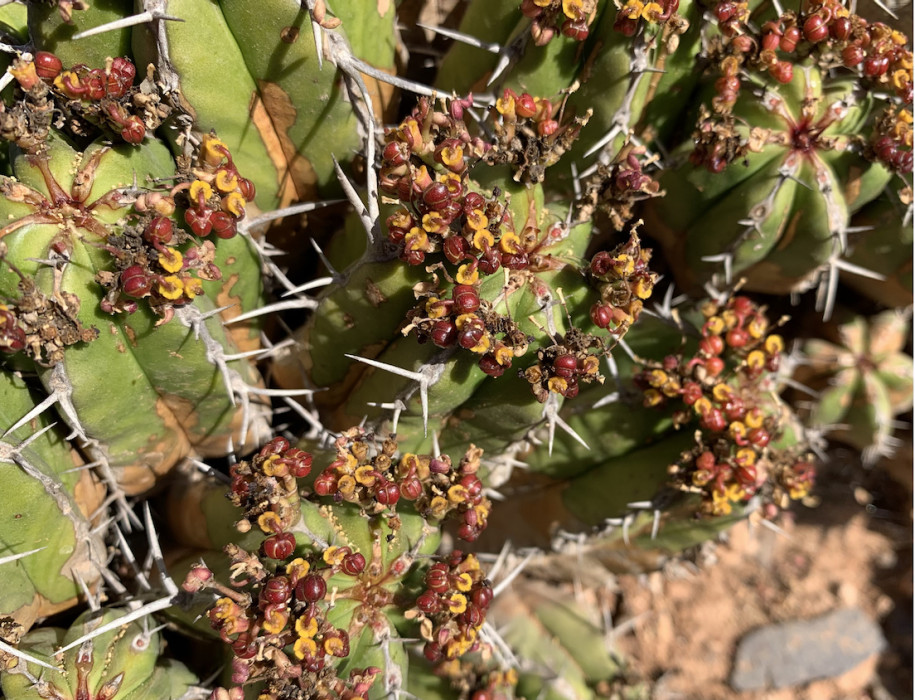 Euphorbia officinarum.jpg