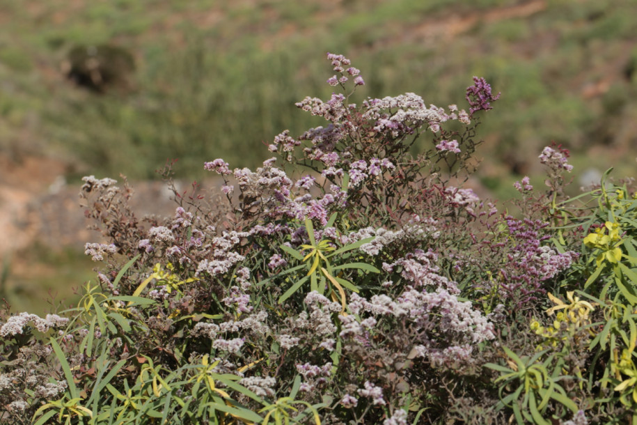 Limonium fallax (2).jpg