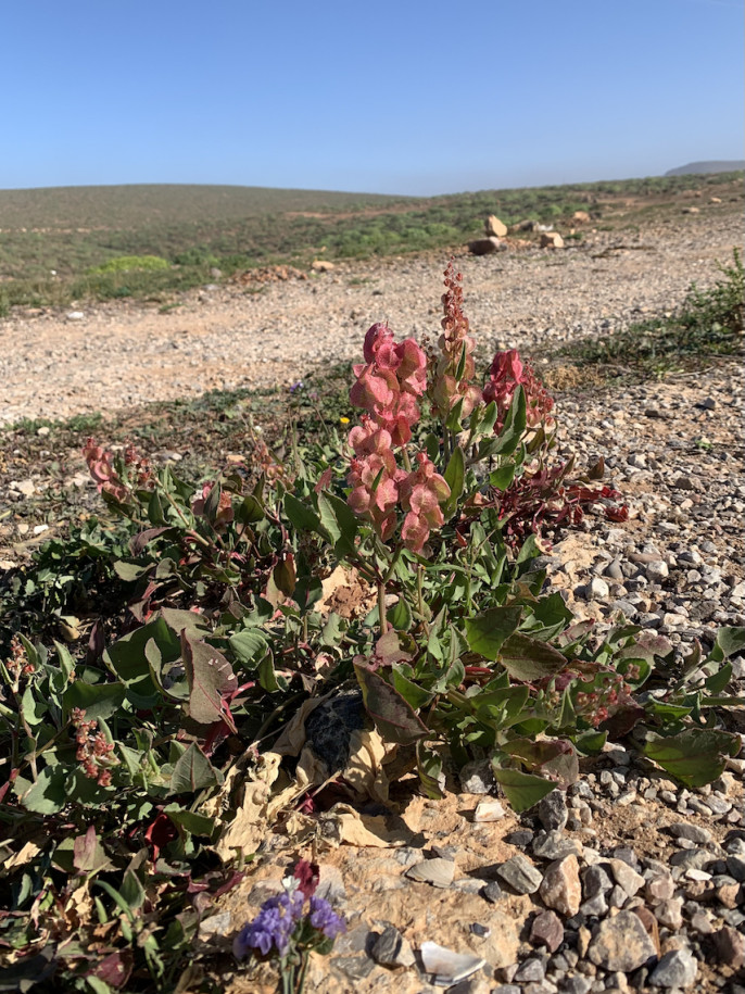 Rumex vesicarius (1).jpg