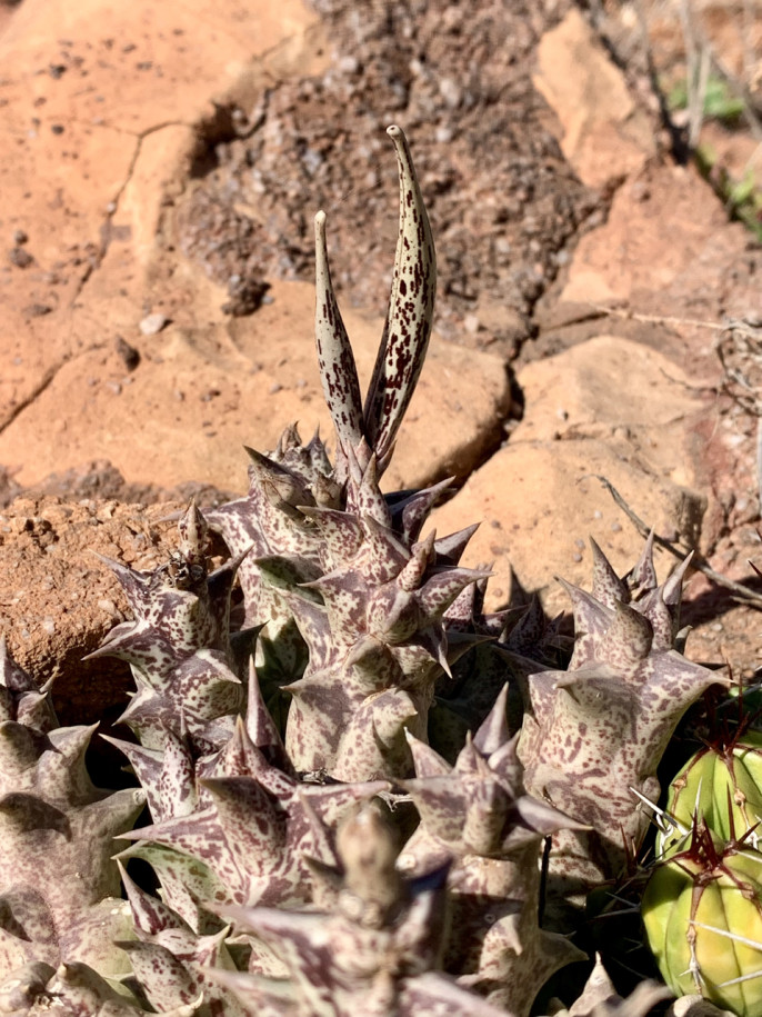 Orbea decaisneana subsp. hesperidum.jpg