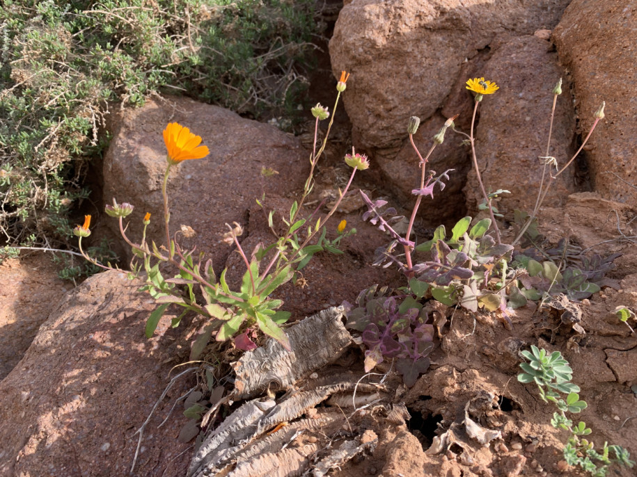 Calendula tripterocarpa.jpg