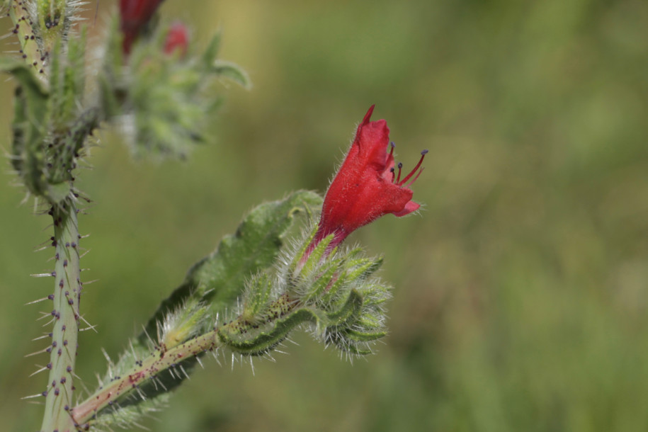 Echium horridum (5).jpg