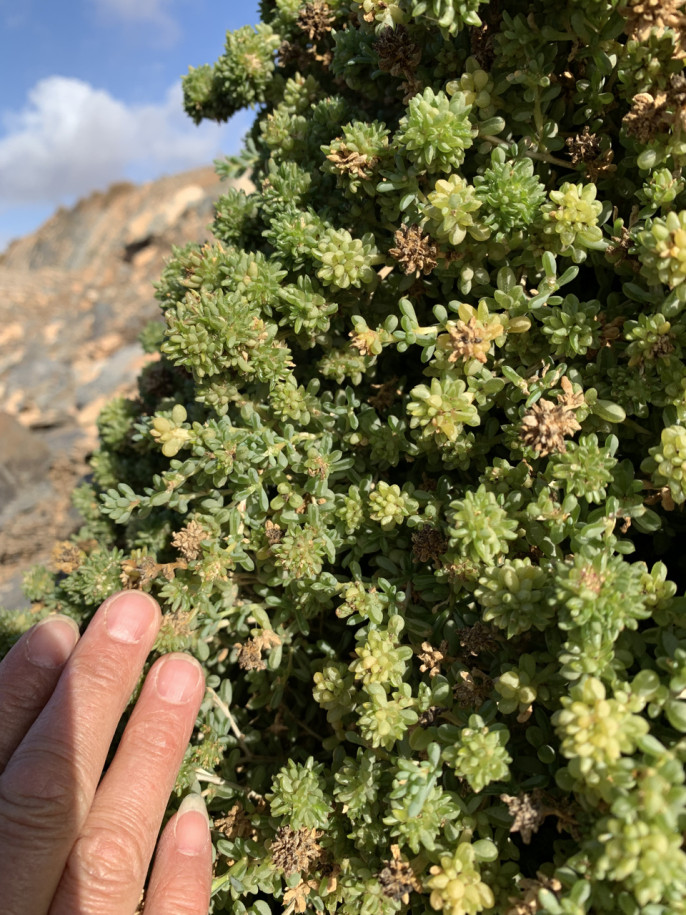 Traganopsis glomerata (1).jpg