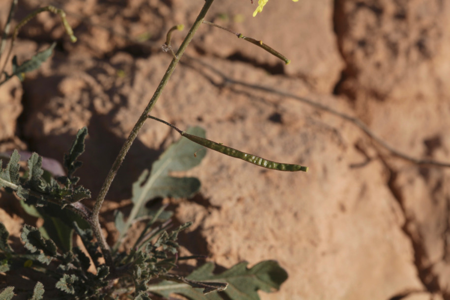 Diplotaxis tenuisiliqua.jpg