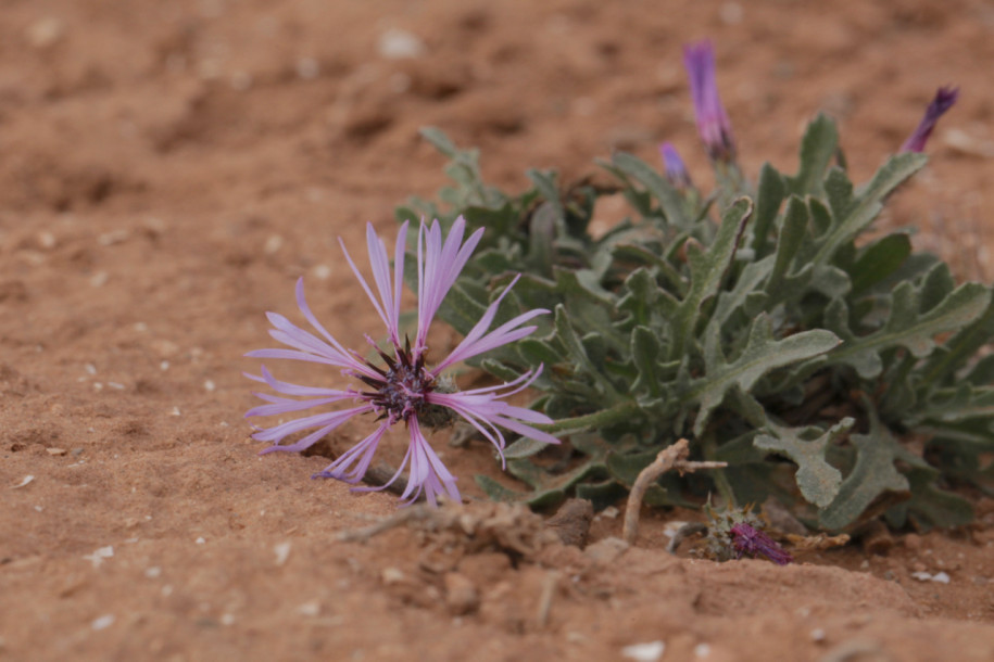 Volutaria lippii.jpg