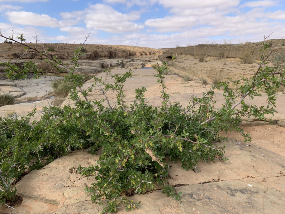 Searsia albida  Maroc hiver 22.jpg