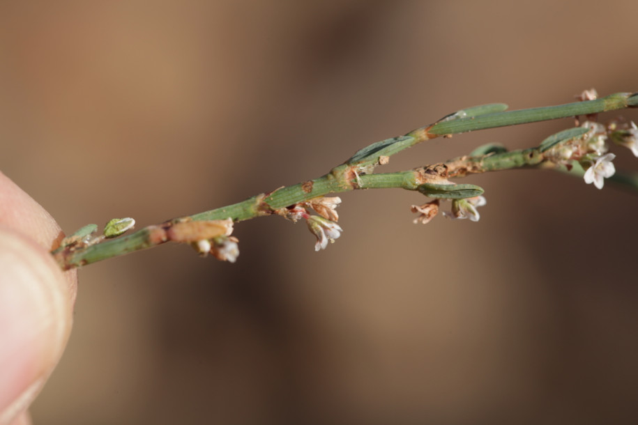 Polygonum spicatum1.jpg