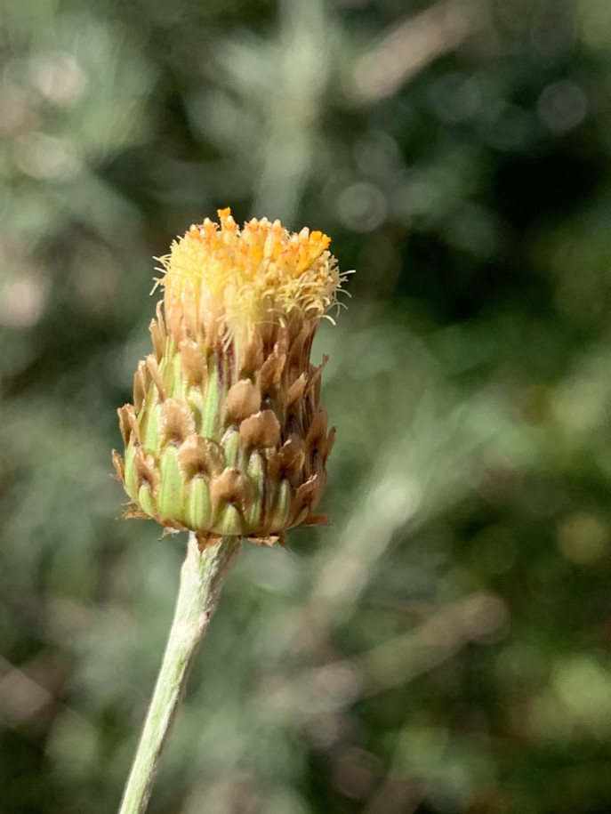 Phagnalon  calycinum subsp. spathulatum.jpg