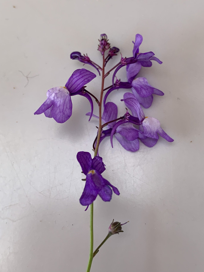 Linaria bipartita (1).jpg