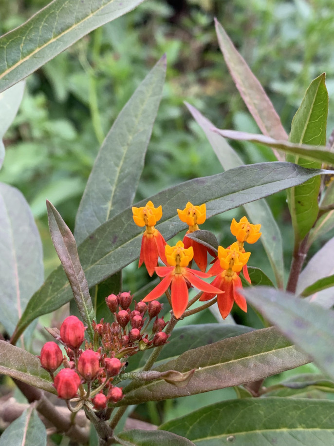 Asclepias curassavica.jpg