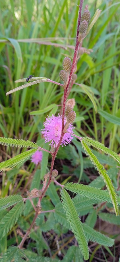 Mimosa xanthocentra - Fabaceae