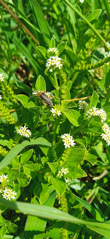 Euploca procumbens - Boraginaceae