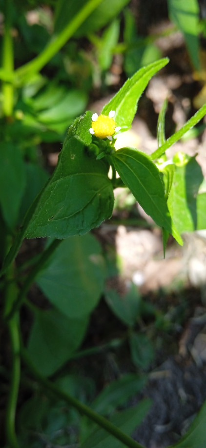 Galinsoga parviflora - Asteraceae