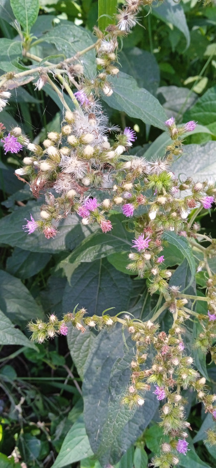 Cyrtocymura cincta - Asteraceae