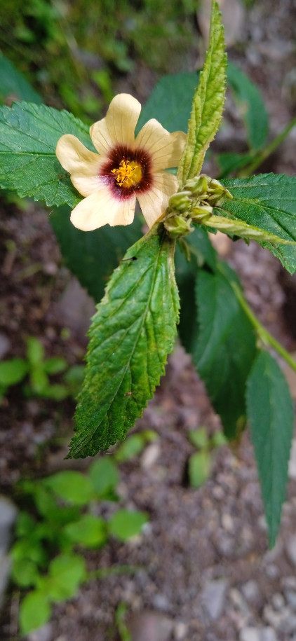 Sida urens - Malvaceae