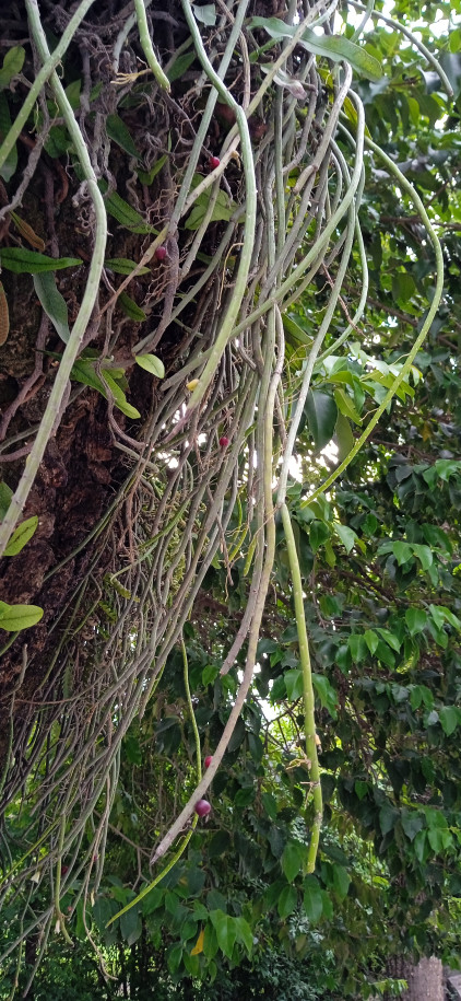 Rhipsalis lumbricoides - Cactaceae