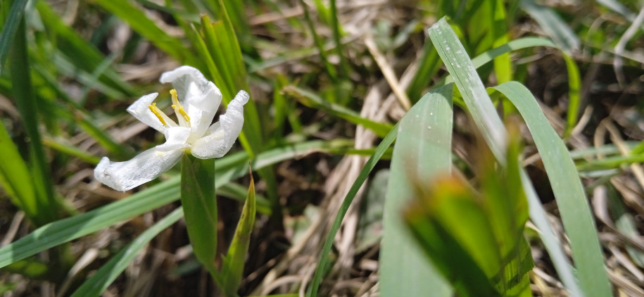 Eleutherine latifolia - Iridaceae