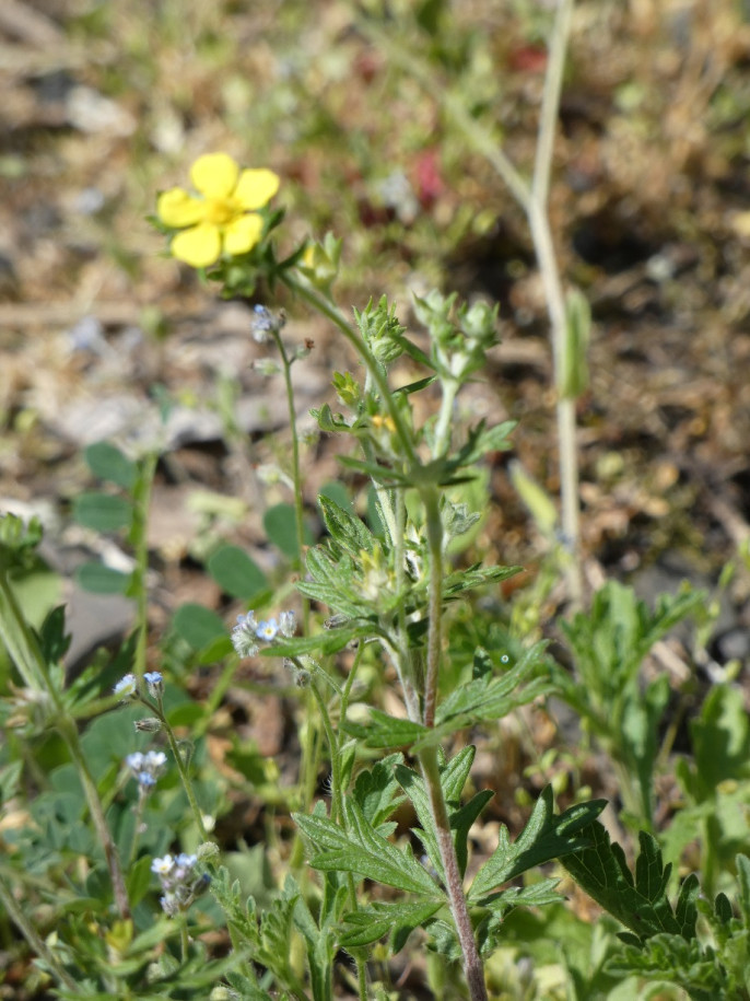 Potentilla 31 mai23(2).jpg